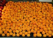Apricots