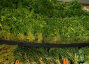 Carrots Greens 3
